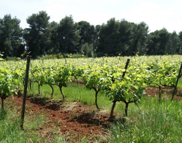  Los viñedos de la finca de la abadía 